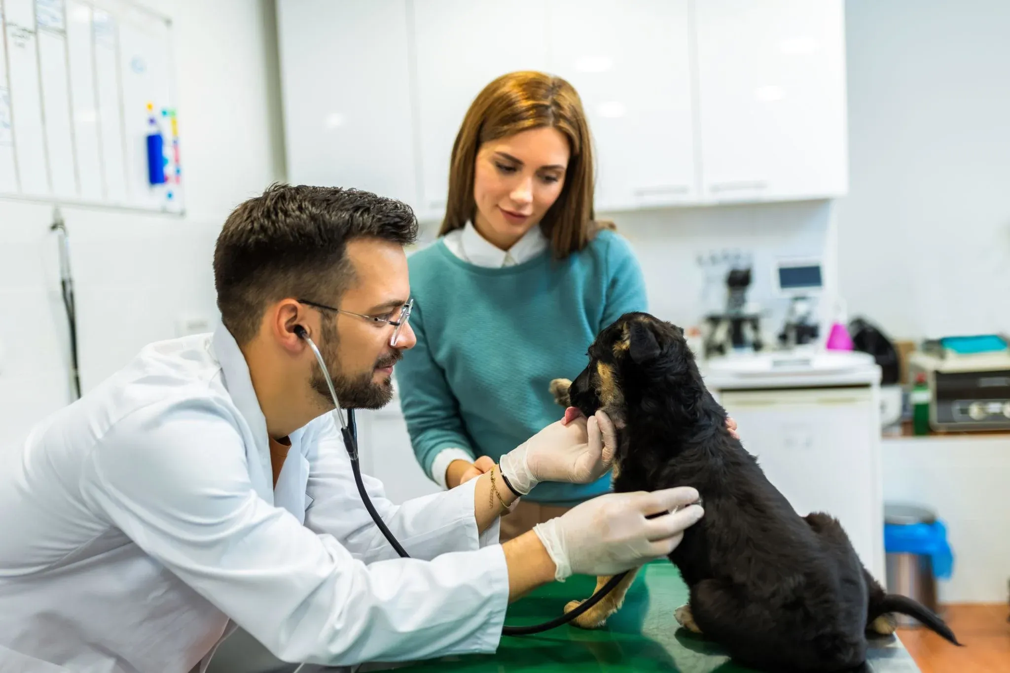 9 Best VetHero Alternatives for Veterinary Clinics in 2026