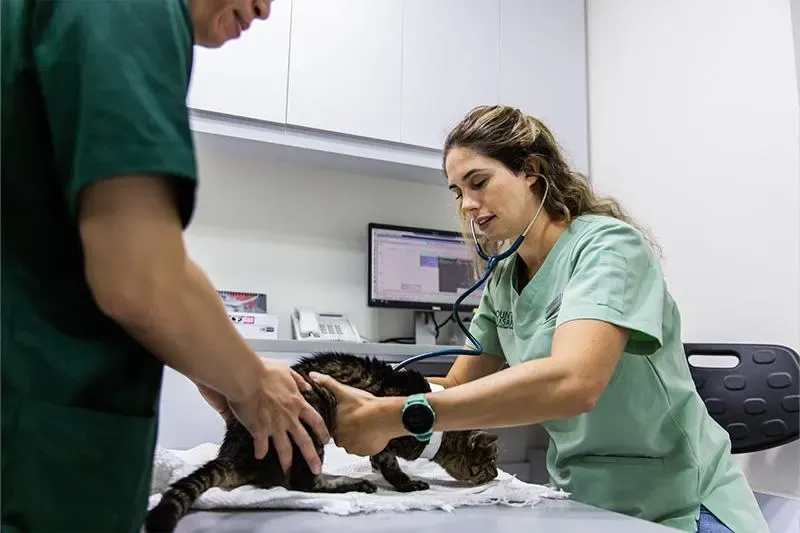 9 Gingr (boarding) alternatives veterinary clinics should know in 2026