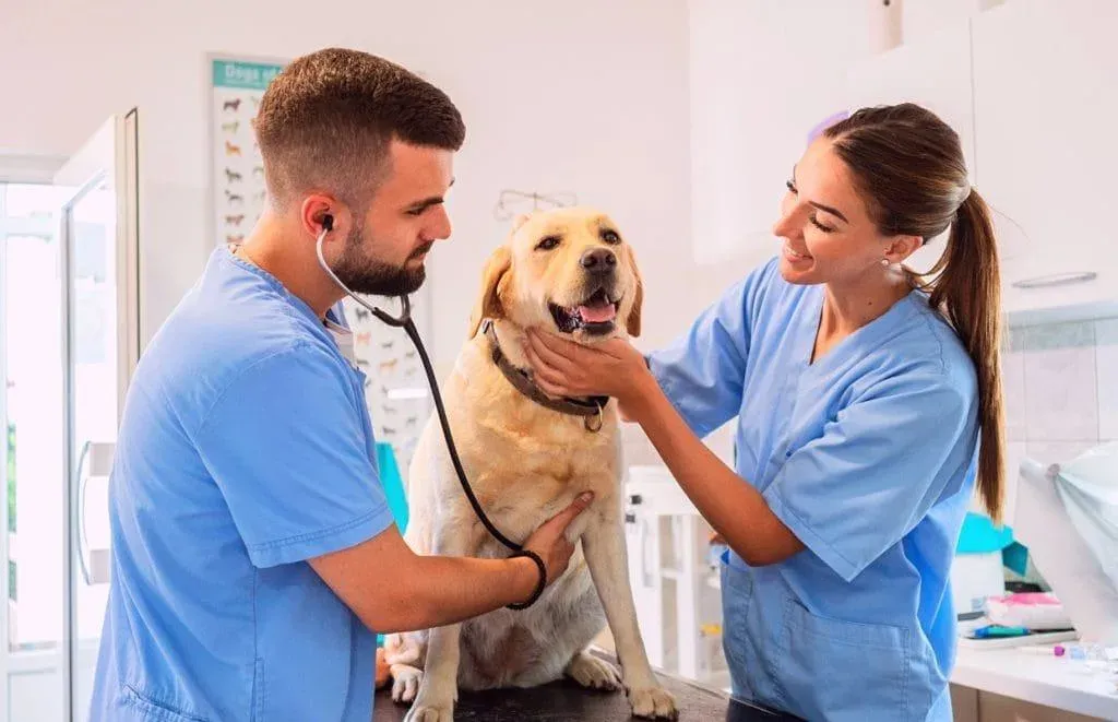 9 IDEXX Neo Alternatives for Veterinary Clinics in 2026
