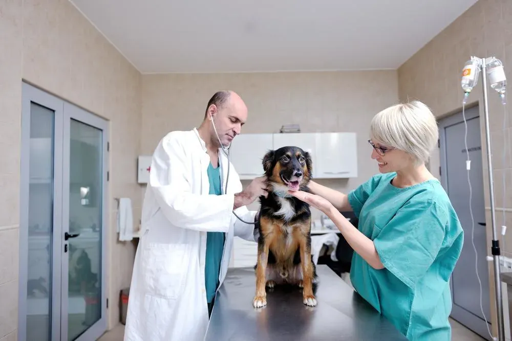 10 Best VetBadger Alternatives for Veterinary Clinics in 2026